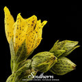 Dotted St John's Wort Seeds – Heirloom, Non-GMO, Pollinator-Friendly Perennial, US Native Wildflower, Hypericin-Rich, USDA Zones 3-10