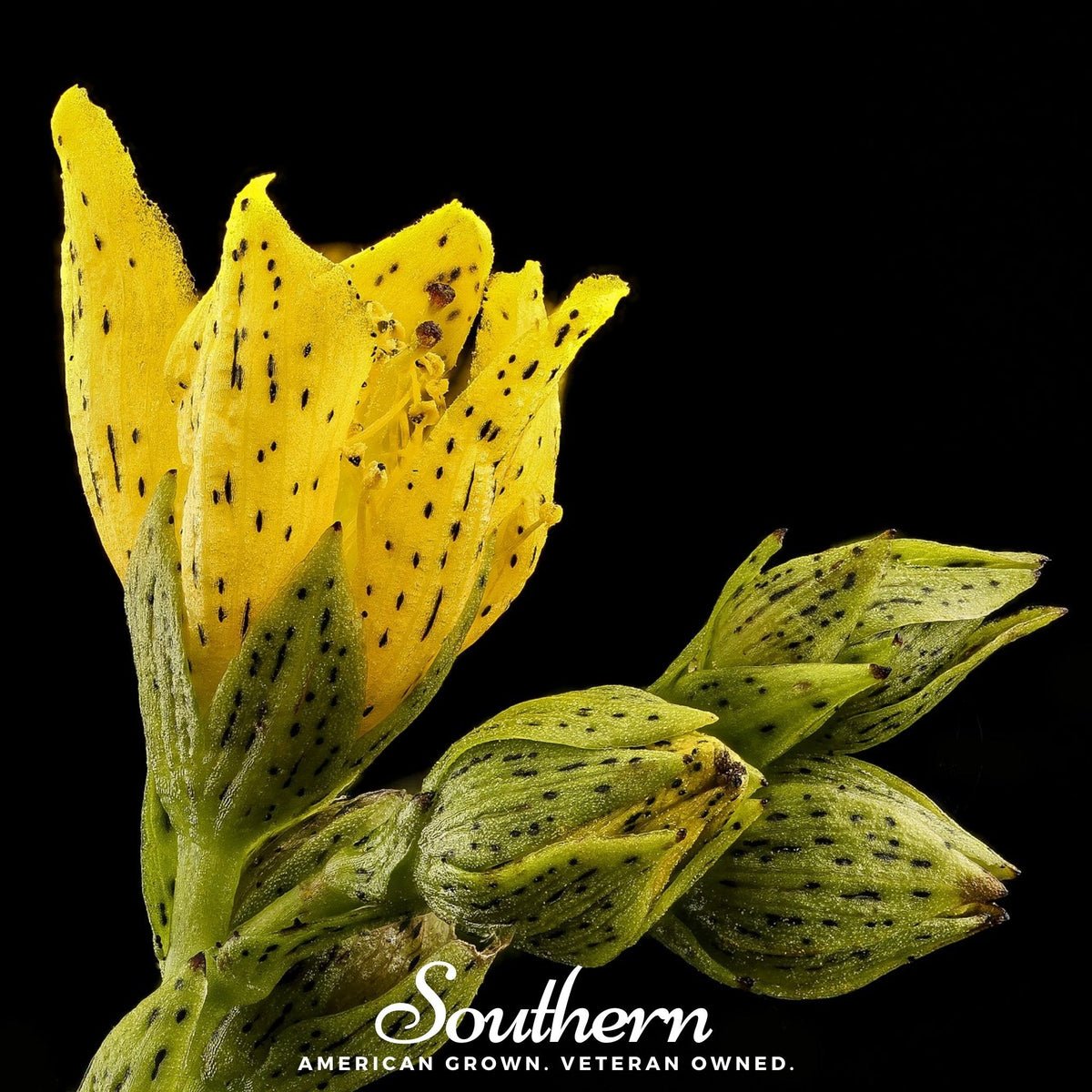 Dotted St John's Wort Seeds – Heirloom, Non-GMO, Pollinator-Friendly Perennial, US Native Wildflower, Hypericin-Rich, USDA Zones 3-10