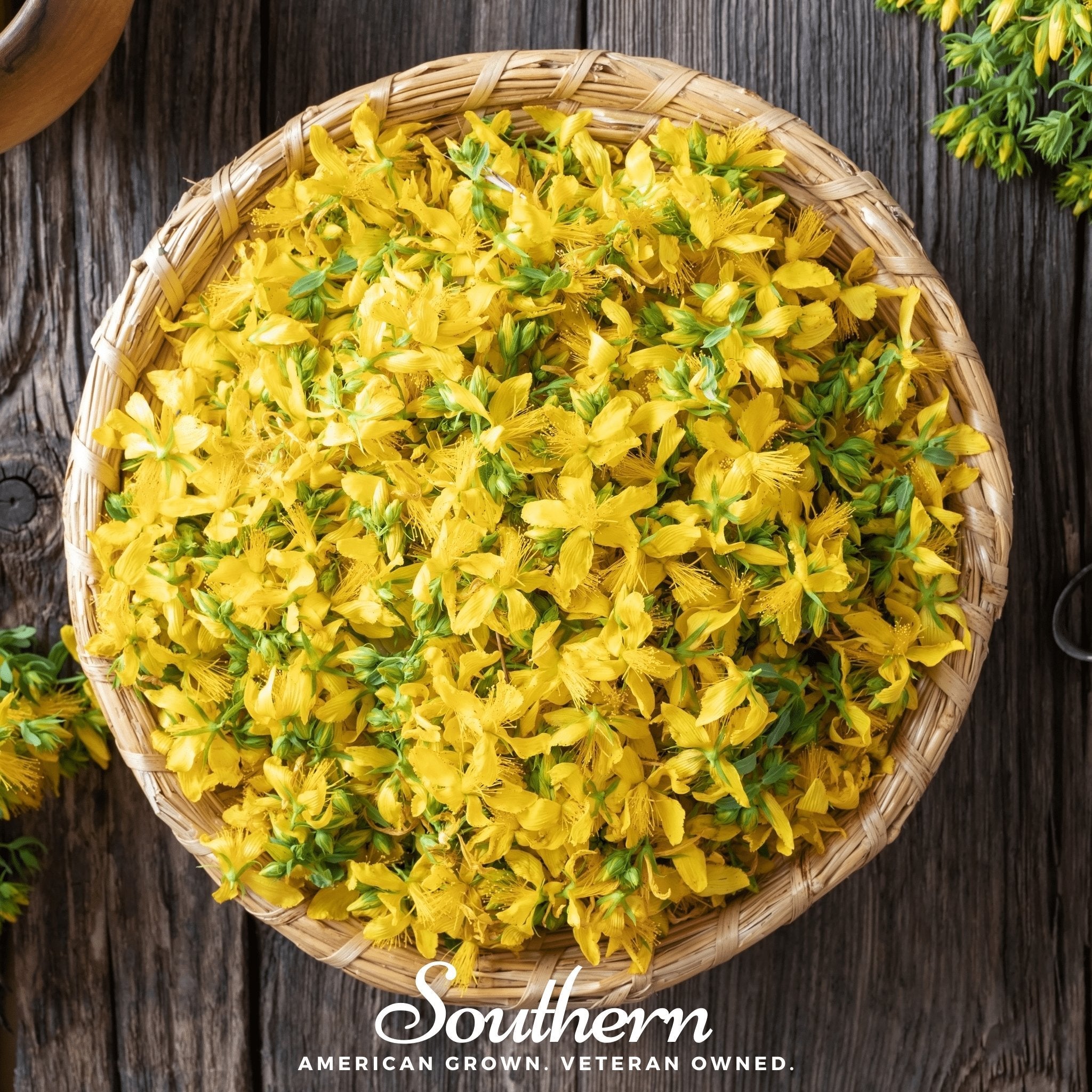 St. John’s Wort – 100 Seeds