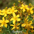 St. John's Wort Seeds - Heirloom Perennial with Bright Yellow Flowers - Hypericum perforatum - 100 Seeds