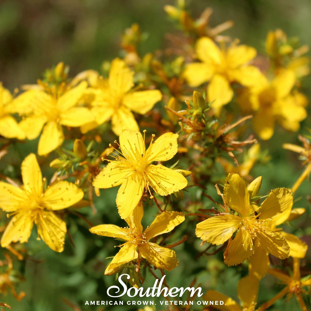 St. John's Wort Seeds - Heirloom Perennial with Bright Yellow Flowers - Hypericum perforatum - 100 Seeds