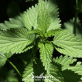 Stinging Nettle Seeds – 100 Heirloom Urtica dioica Perennial Edible Green for Cooking & Herbal Tea