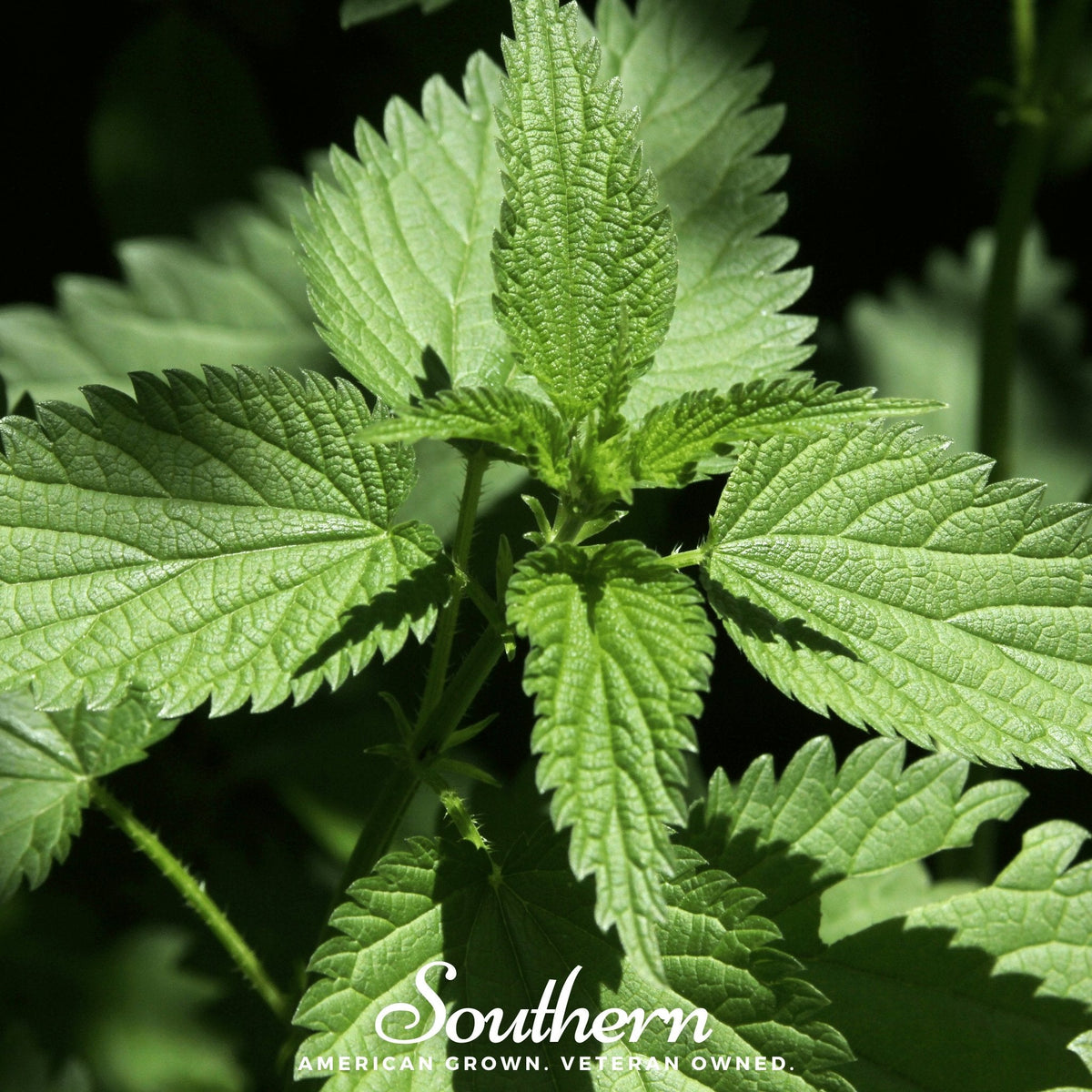 Stinging Nettle Seeds – 100 Heirloom Urtica dioica Perennial Edible Green for Cooking & Herbal Tea