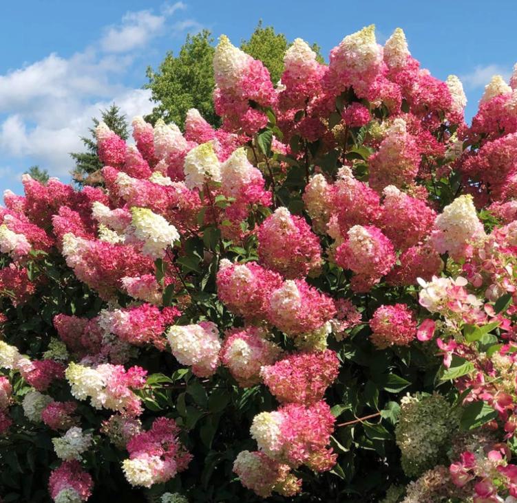 Strawberry Hydrangea Seeds - Beautiful Attractive Showy and Hardy Perennial Flowers