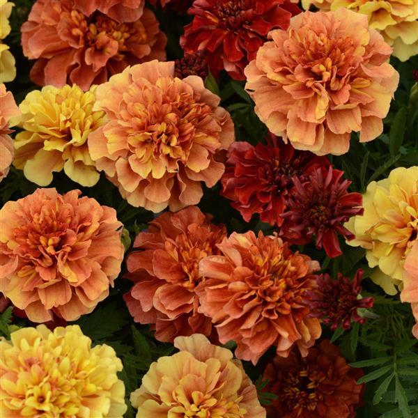 Marigold Strawberry Blonde seeds