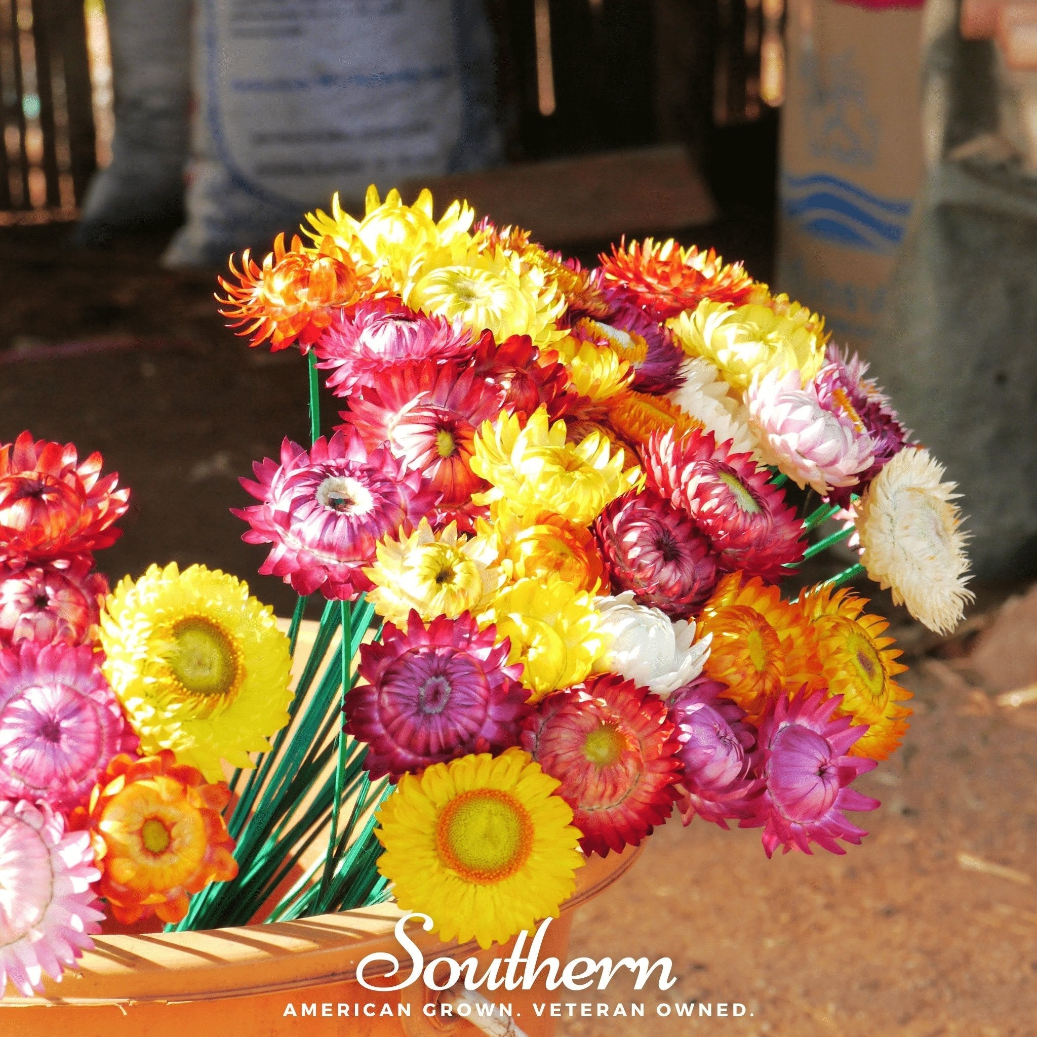 Strawflower Mix – 200 Seeds