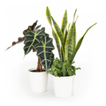 Bloomsy Plants