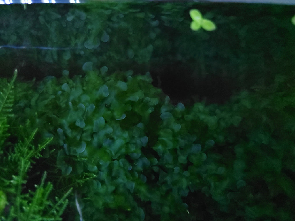 Subwassertang Pellia Moss