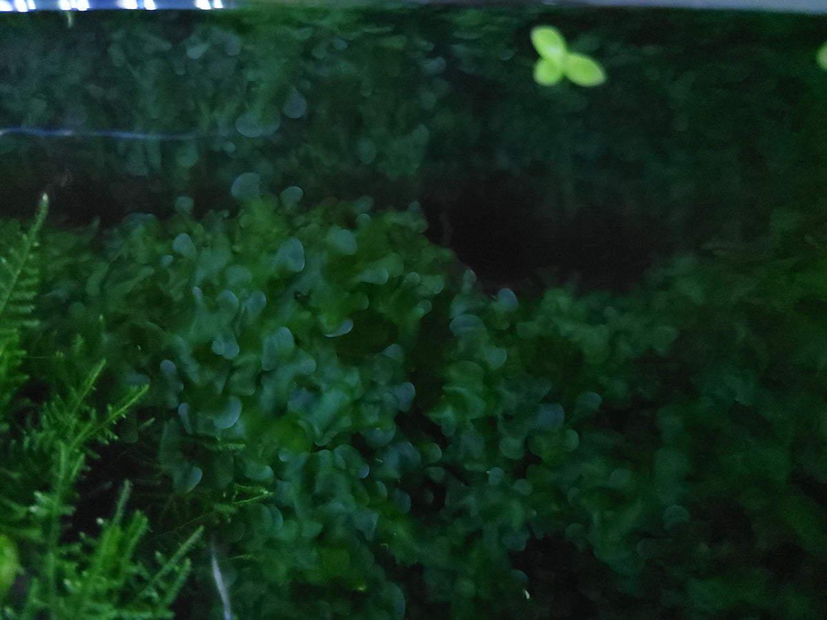 Subwassertang Pellia Moss