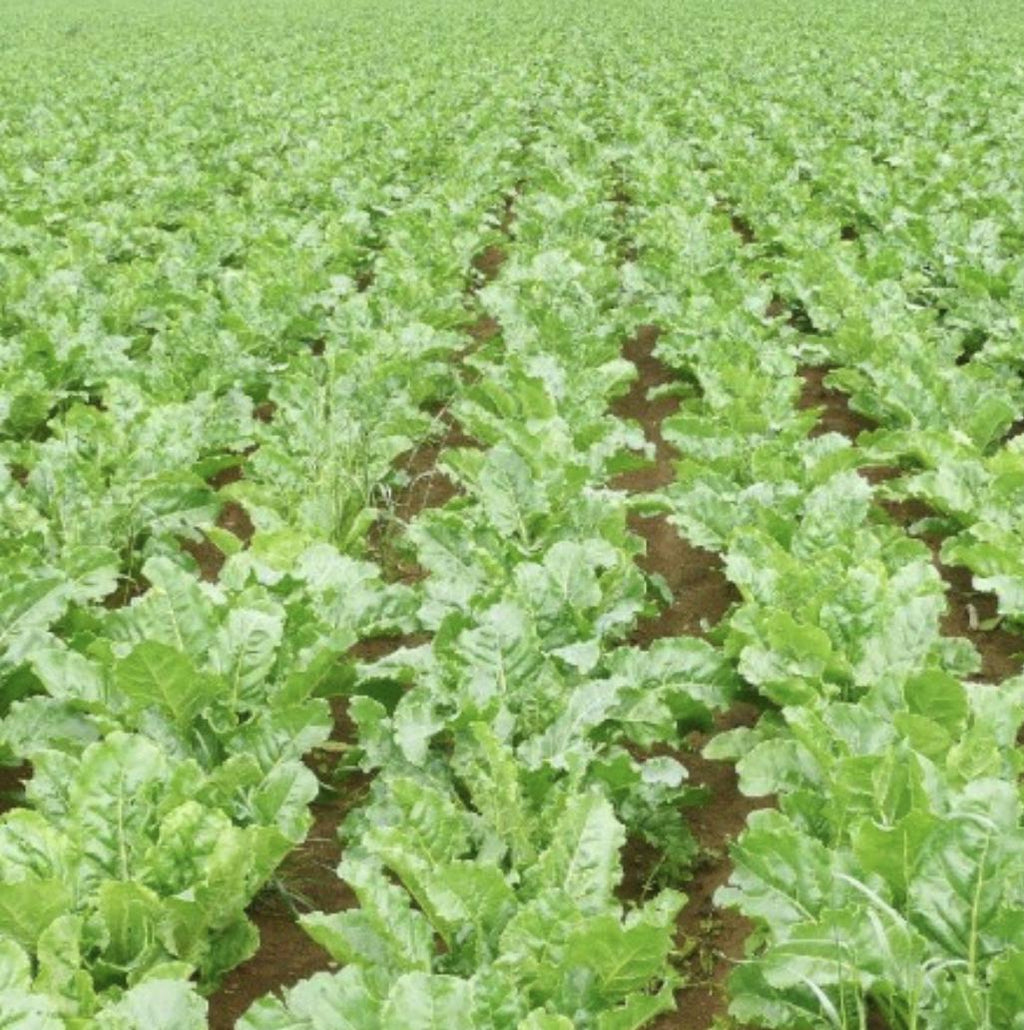 Sugar Beet - 250 Seeds - Non-Gmo Heirloom