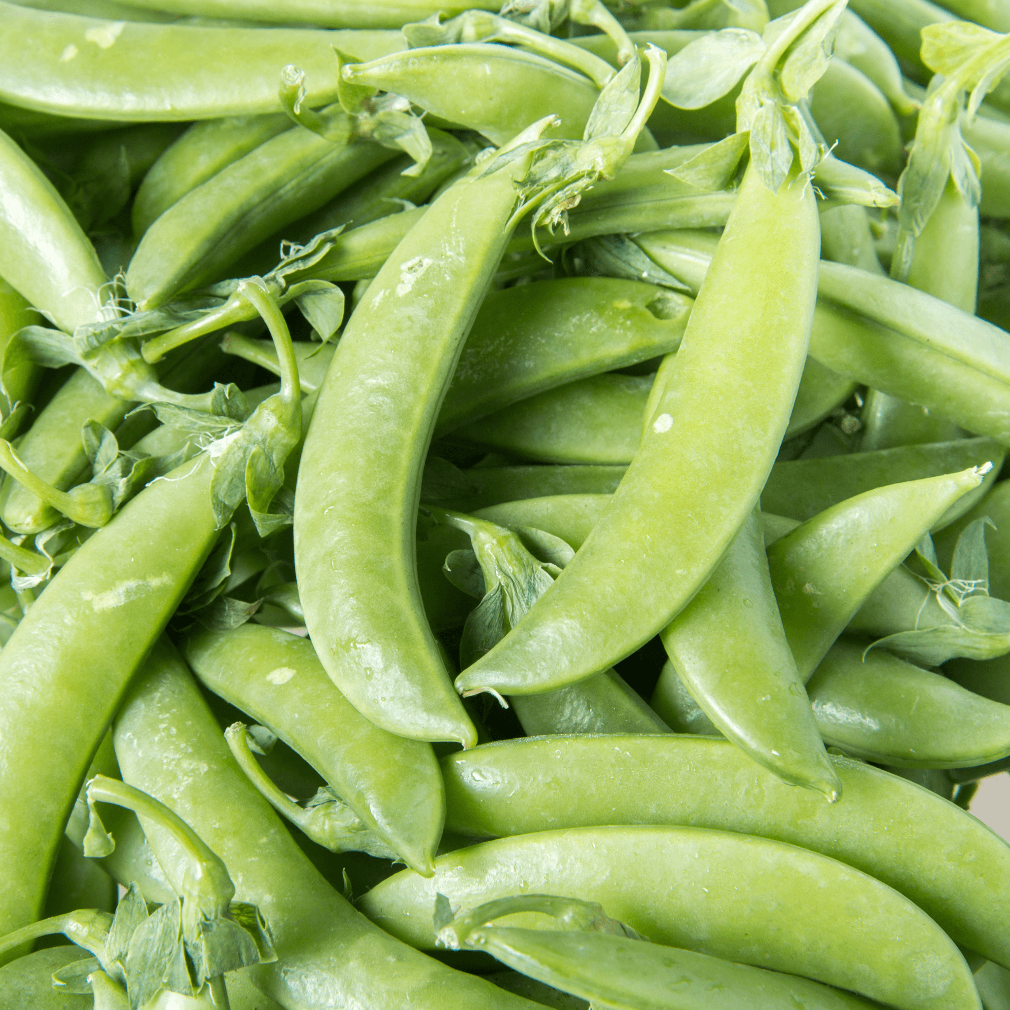 Snap Pea Seeds