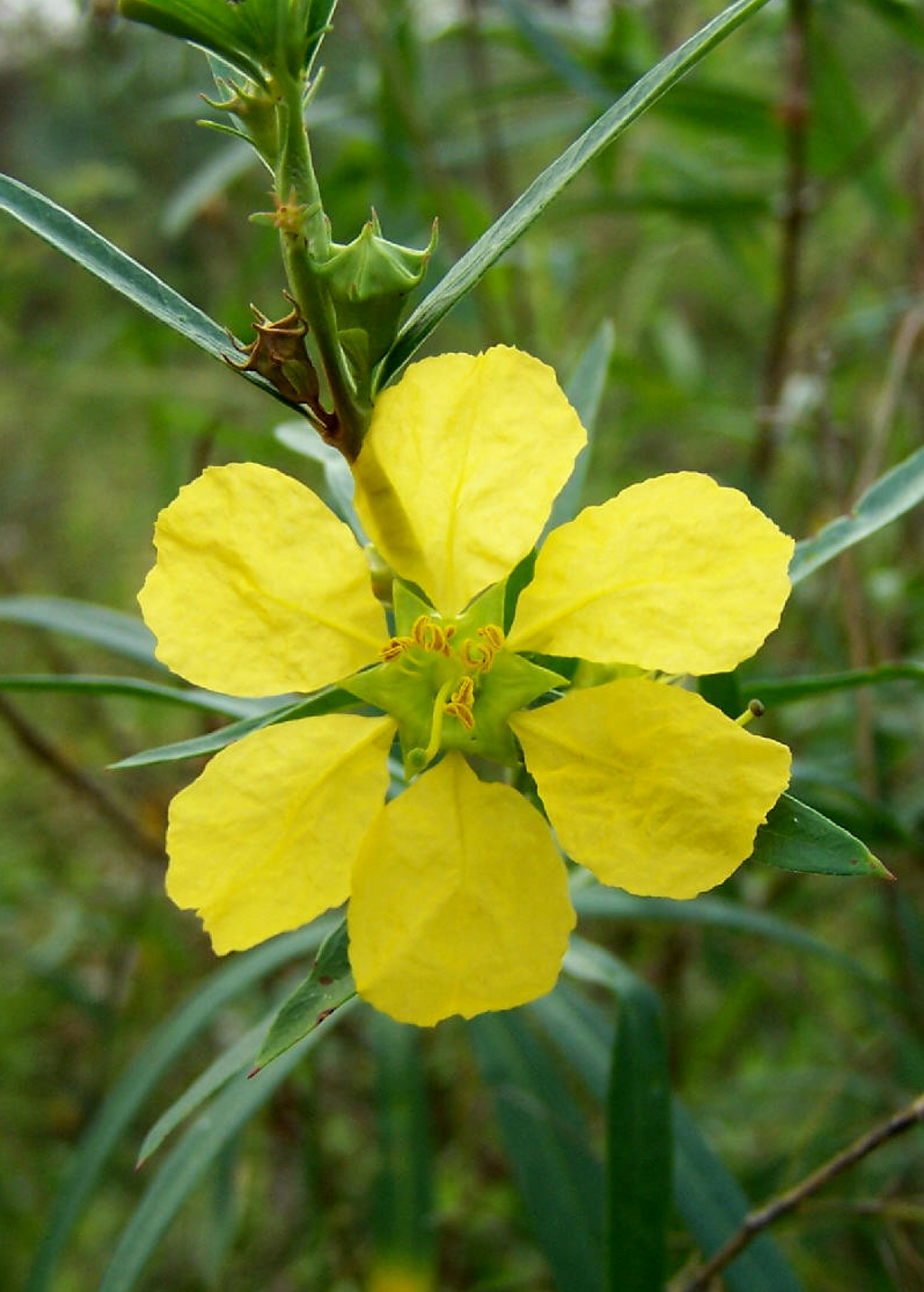 Sun Opener, Sinicuichi (Heimia salicifolia)