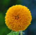 Giant Sungold Sunflower Seeds – Heirloom, Fully Double, Golden Yellow, 25 Seeds, Helianthus annuus, Tall, Pollinator-Friendly
