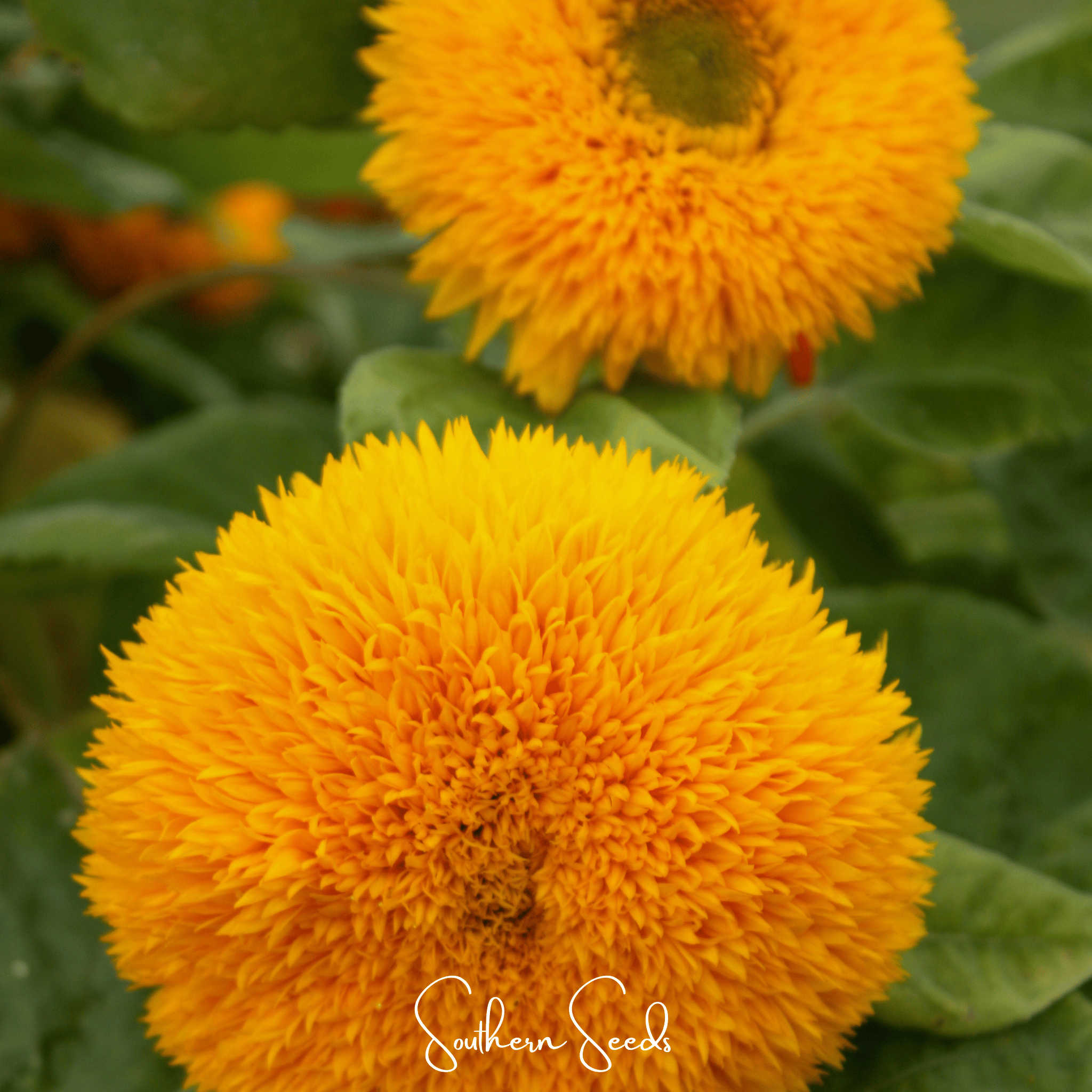 Giant Sungold Sunflower – 25 Seeds