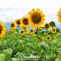 Mammoth Grey Stripe Sunflower Seeds – 25 Heirloom Edible Seeds for Tall Garden, Wildlife Feed & Roasting Helianthus annuus
