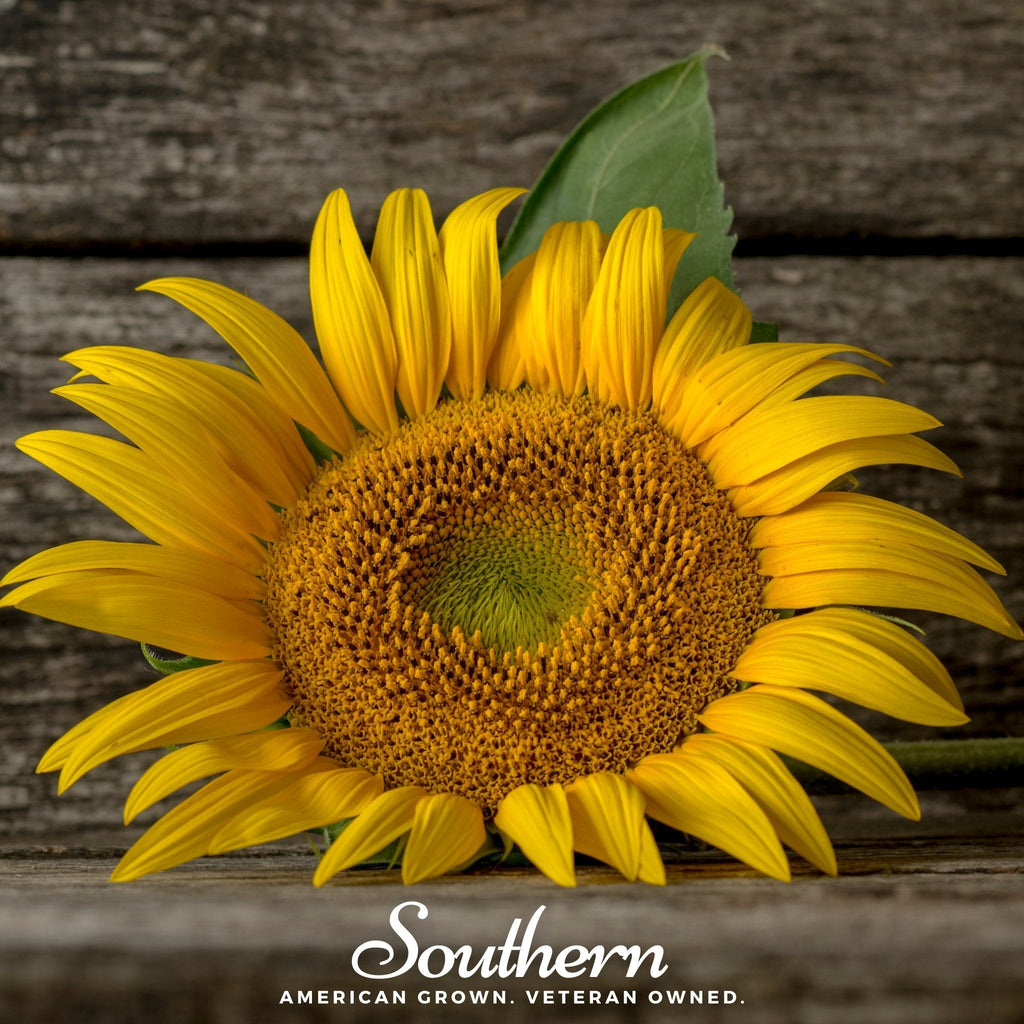 Mammoth Grey Stripe Sunflower – 25 Seeds