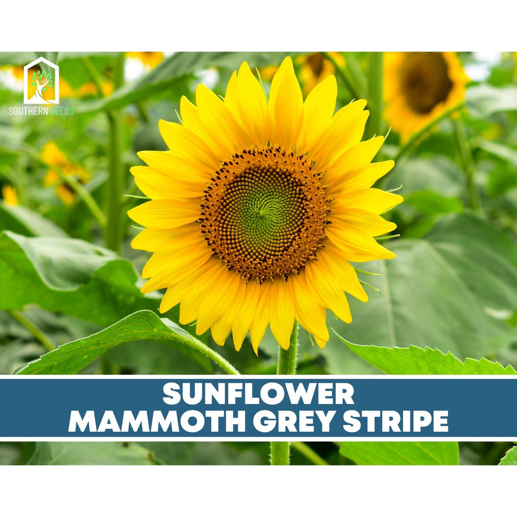 Sunflower Seed Collection – 6 Varieties