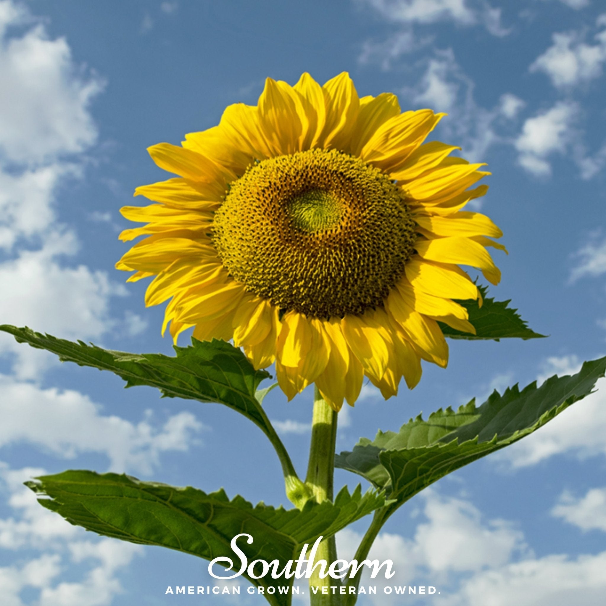 Skyscraper Sunflower – 25 Seeds