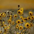 Wild Annual Sunflower Seeds – Native Helianthus annuus, Golden Yellow, Heirloom, Open Pollinated, 50 Seeds