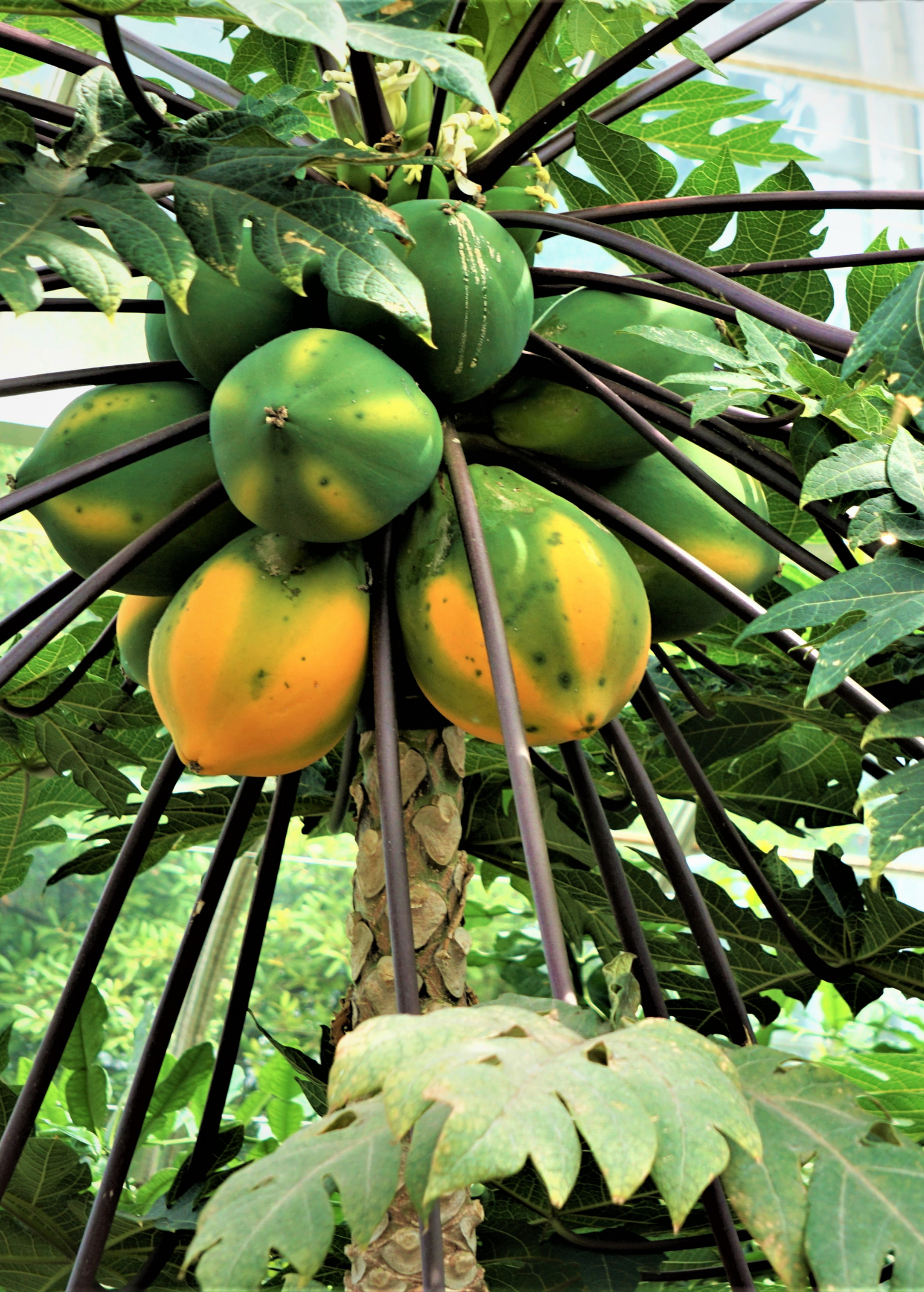 Sunset Solo Papaya (Carica papaya)