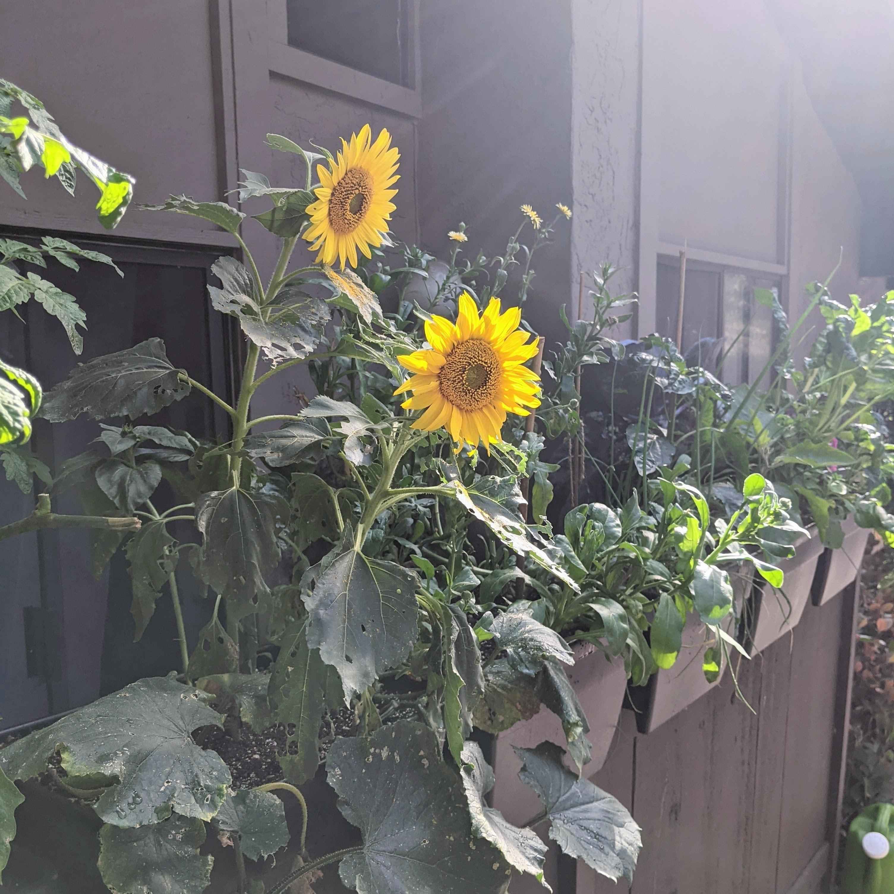 Sunspot Sunflower Seeds