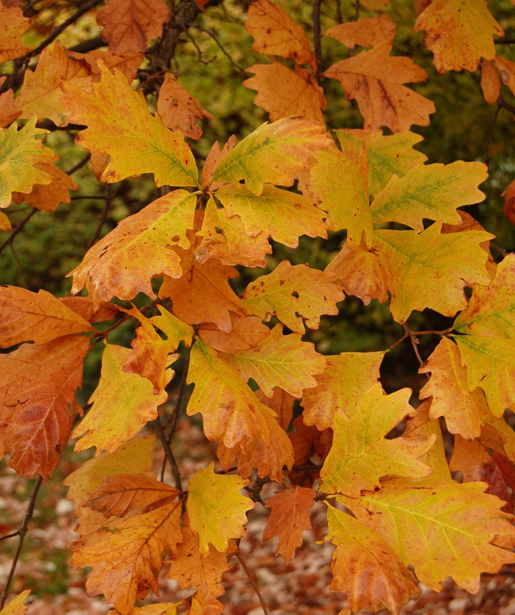 Oak Tree 'Swamp White Oak'