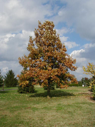 Oak Tree 'Swamp White Oak'