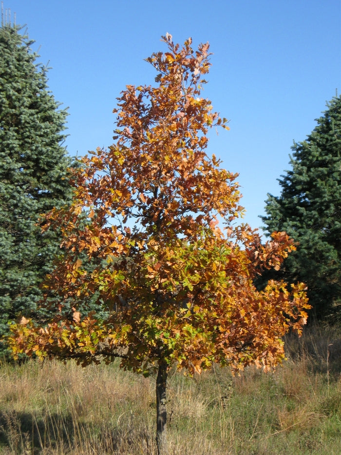 Oak Tree 'Swamp White Oak'