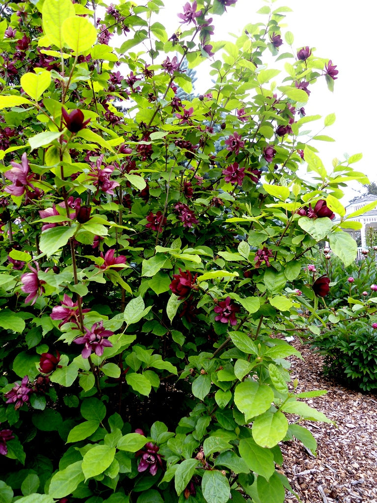 Eastern Sweetshrub
