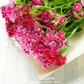 Sweet William Seeds - Dianthus barbatus Heirloom Mix for Cottage Garden, Cut Flowers & Pollinator Attraction