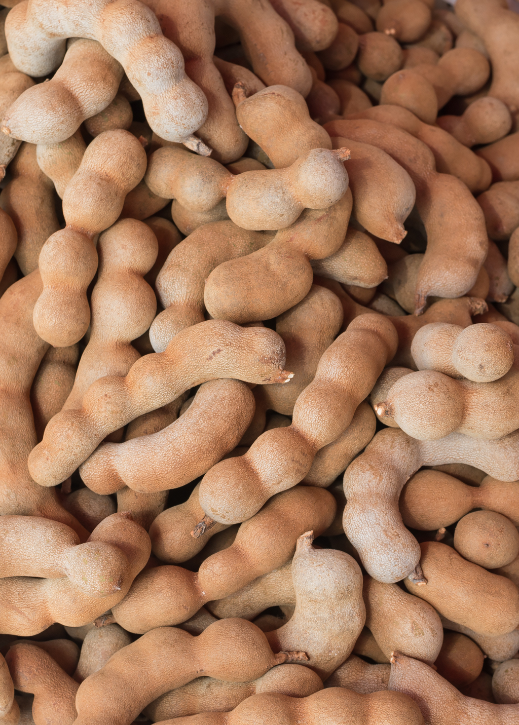 Tamarind 'Thai Sweet' (Tamarindus indica)