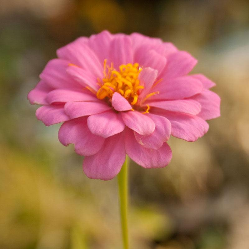 Zinnia, California Mix (1/4 lb)