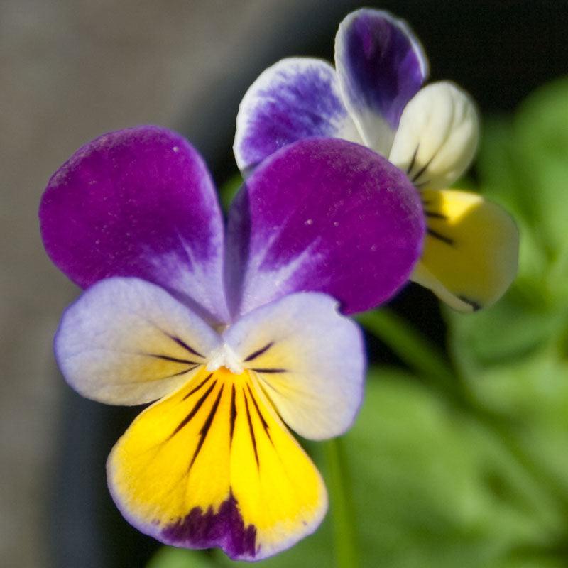 Johnny Jump Up Viola (pack)