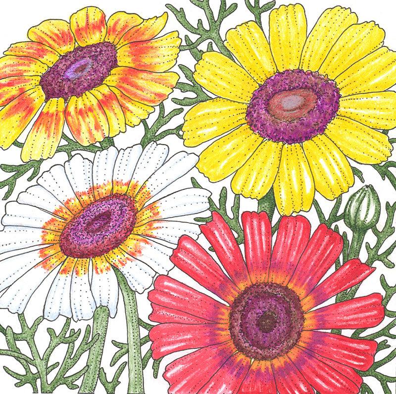 Daisy, Tricolor Mix (pack)