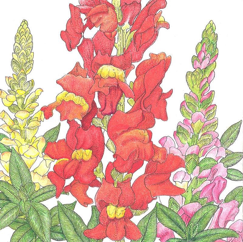 Spurred Snapdragon Seed Pack