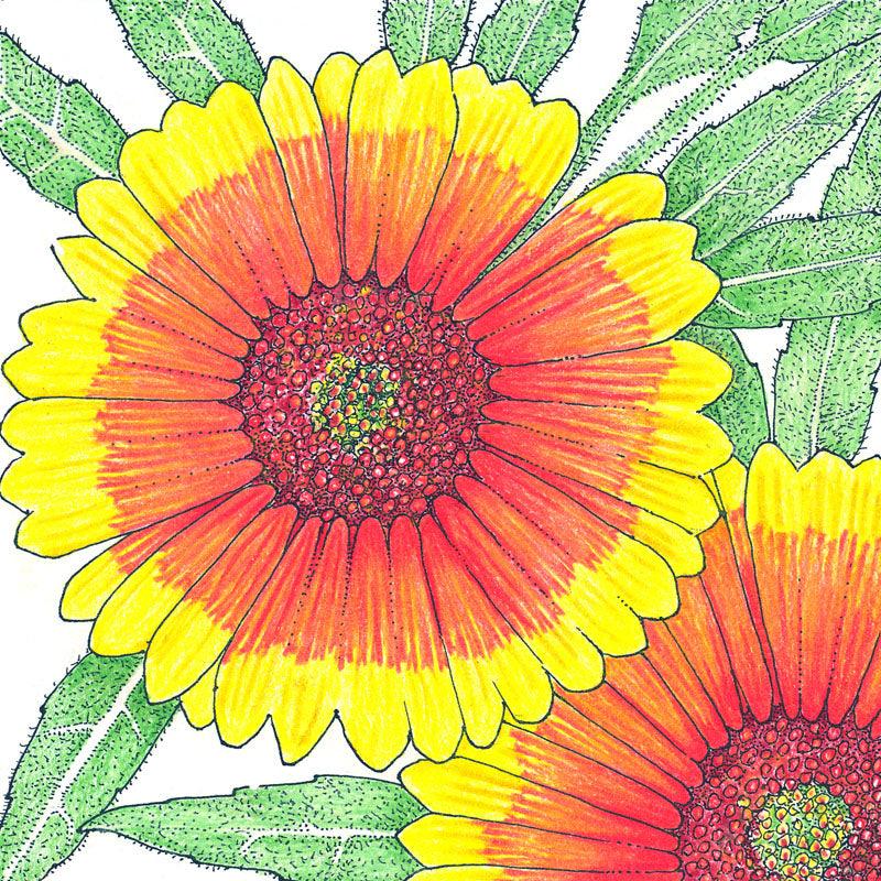 Indian Blanket (pack)
