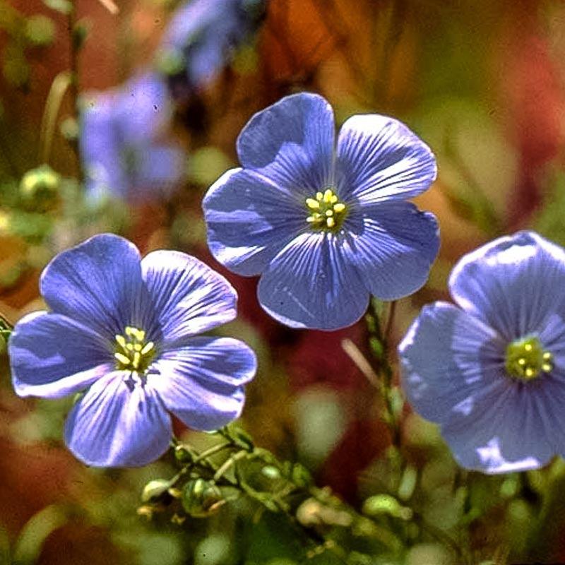 Flax, Blue (pack)