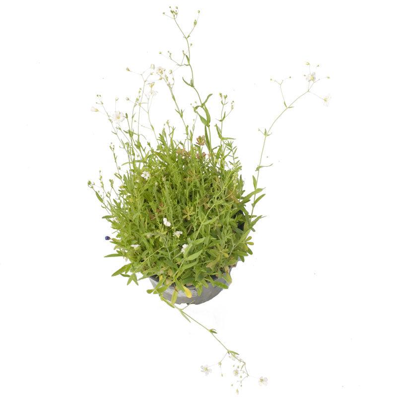 Low Growing Wildflower Mix (pack)