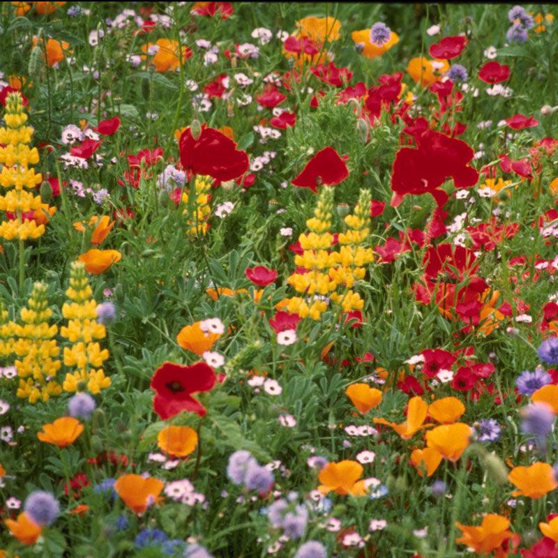 Northwest Wildflower Mix (1/4 lb)