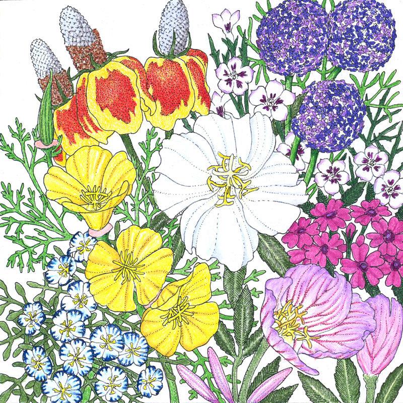 Southwest Wildflower Mix (Pack)