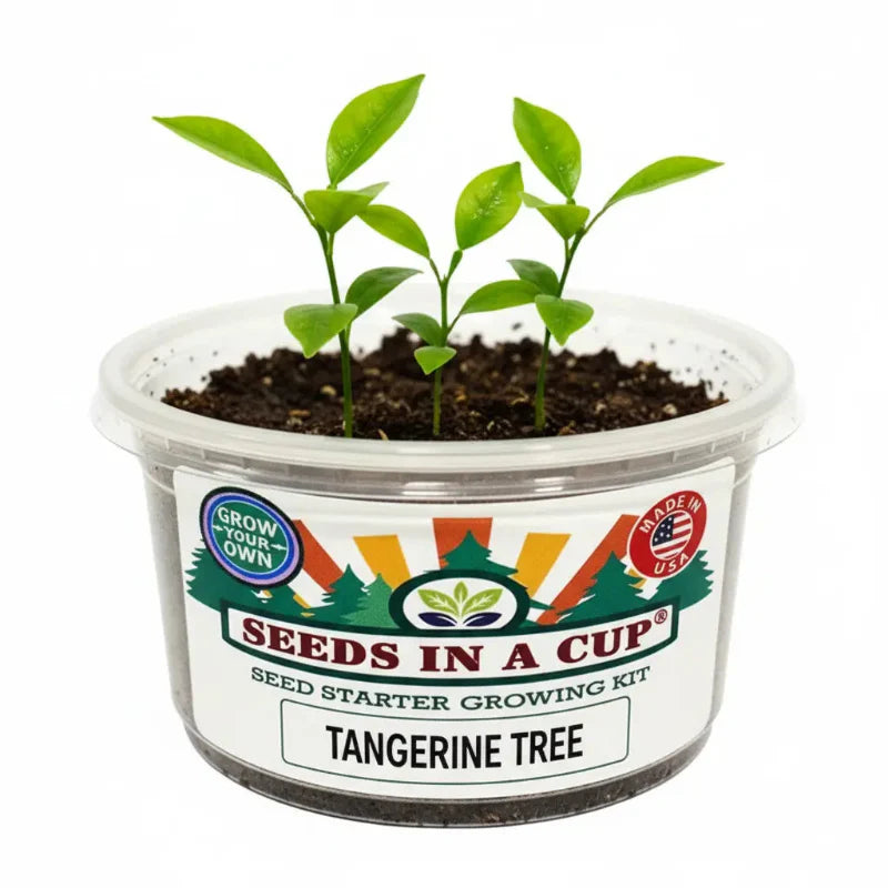 Tangerine Tree Grow Kit | Grow Tangerine from Seed | Seeds In A Cup®