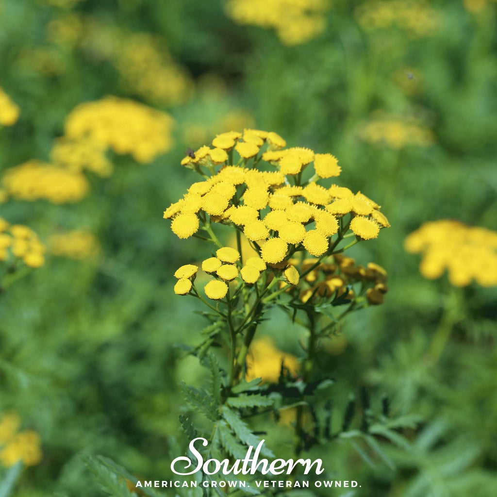 Tansy – 100 Seeds