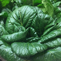 Tatsoi Mustard - 500 Seeds - Heirloom Non GMO Garden Vegetable Bulk