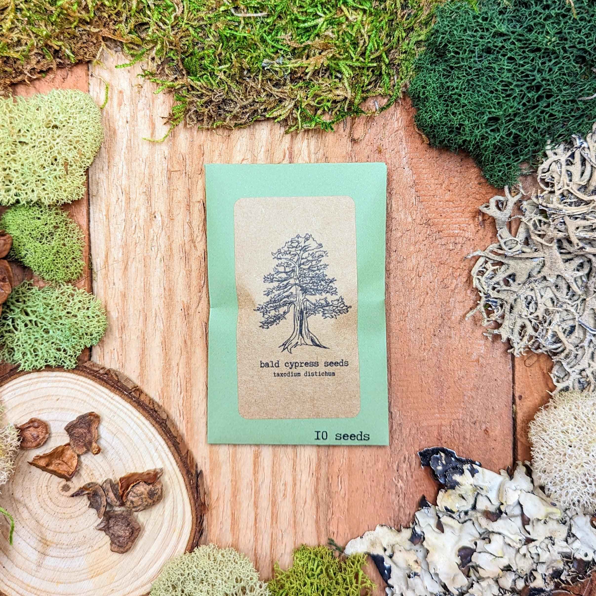 Taxodium Distichum 'Bald Cypress' Seeds