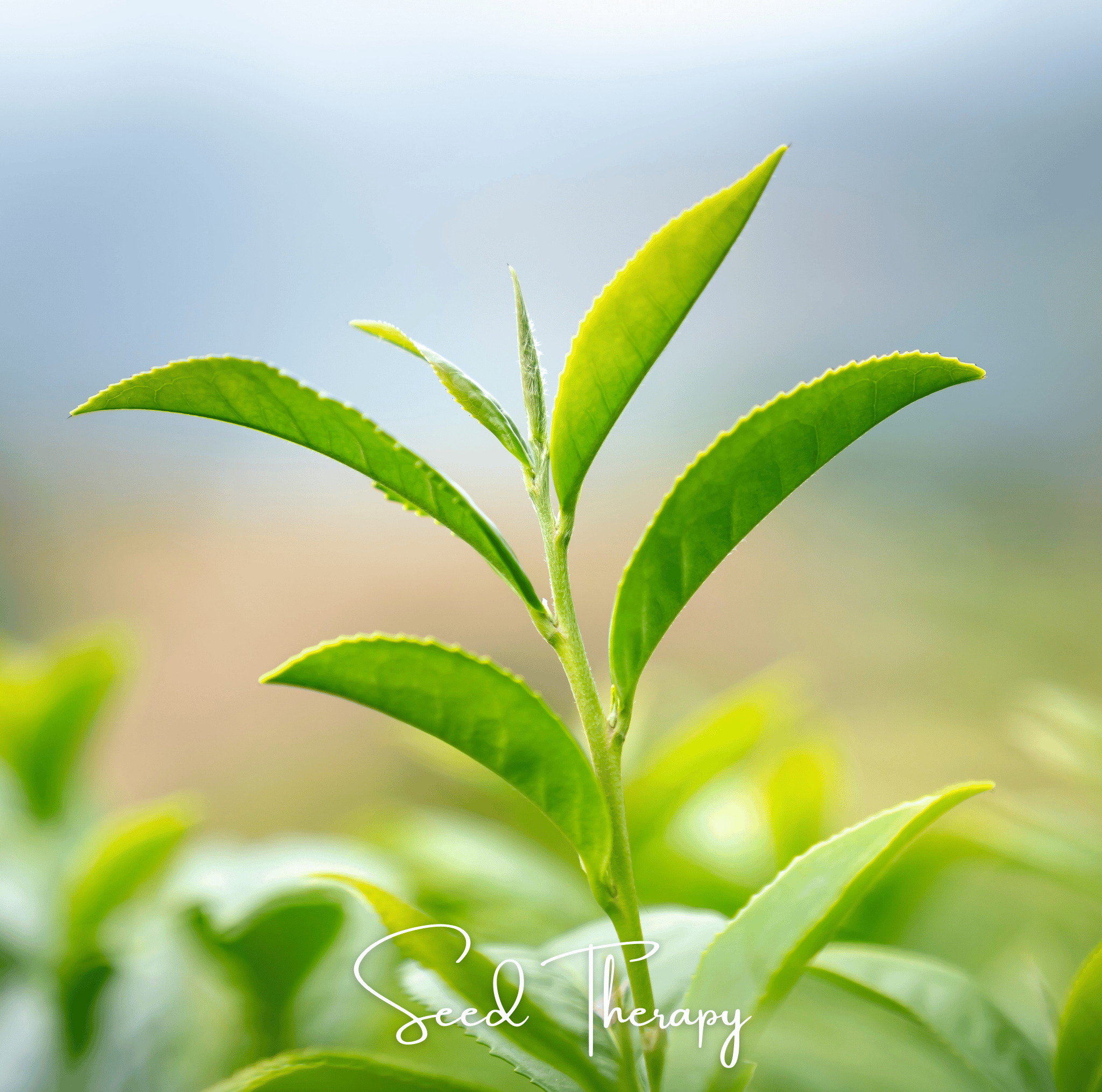 Tea Plant - 5 Seeds