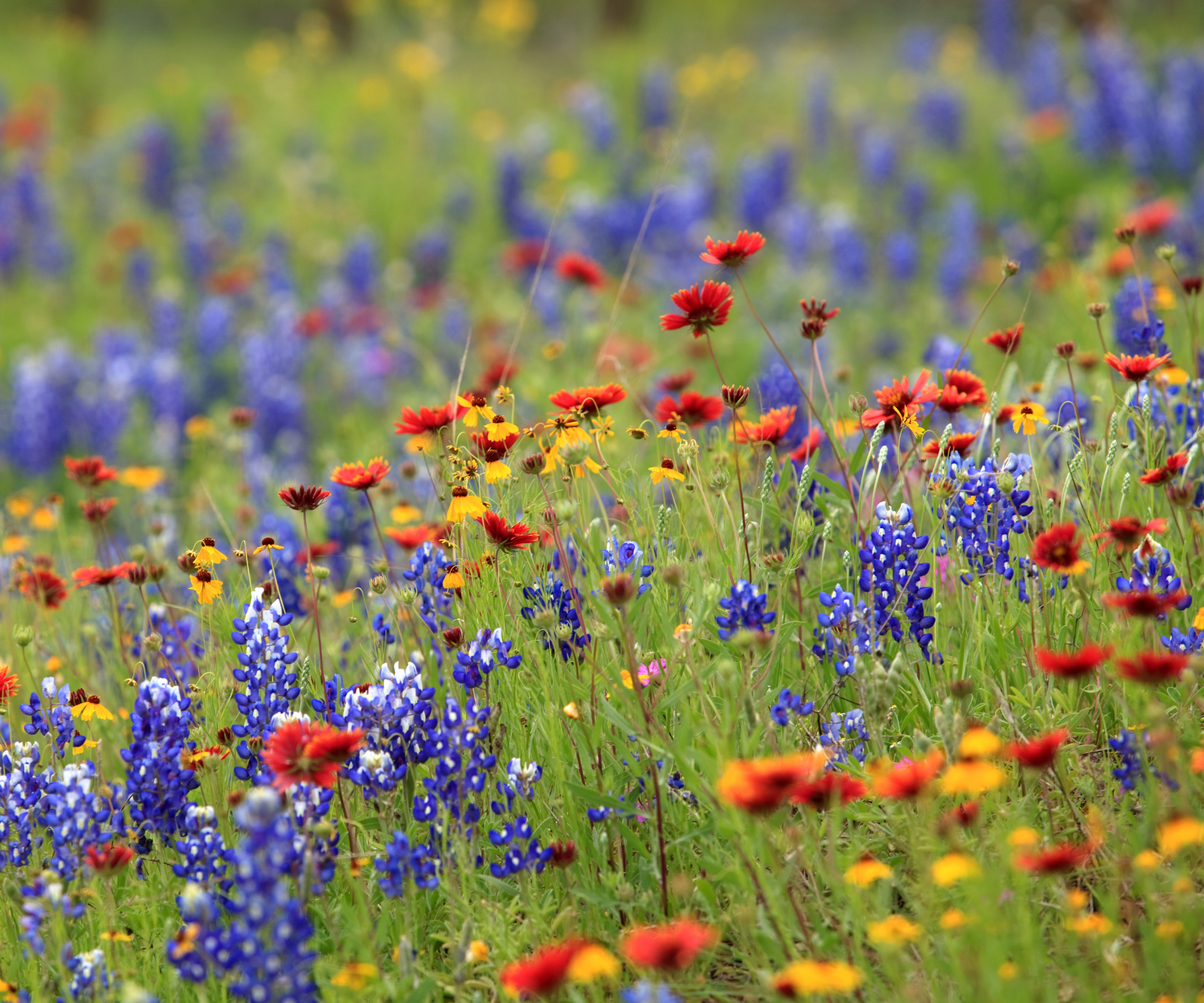 Lone Star Native Wildflower Mix -  Bold Blooms. True Texas Roots.
