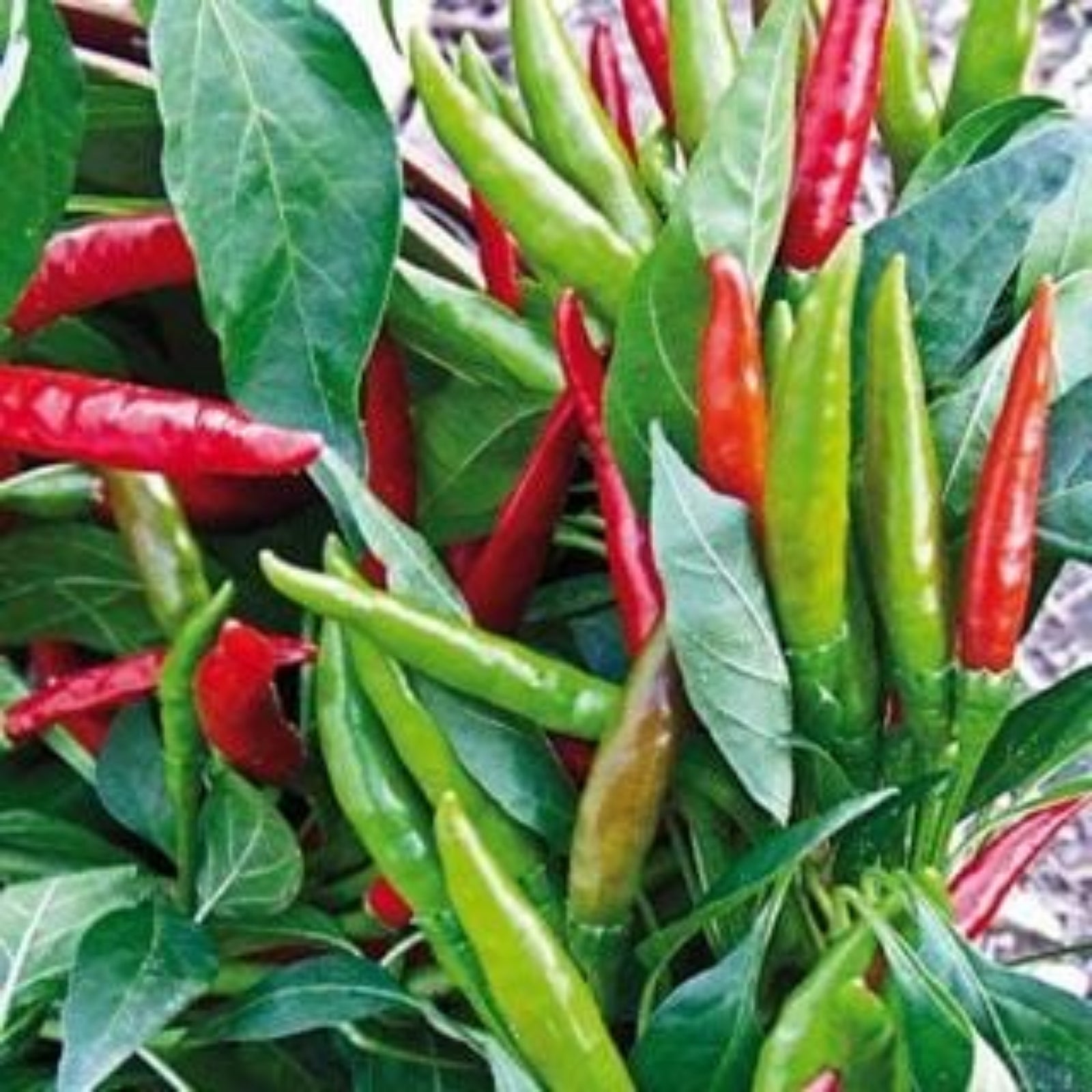 Thai Dragon F1 Pepper Seeds