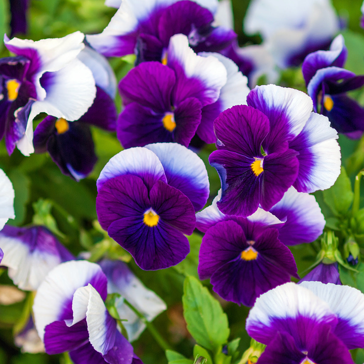 The Old Farmer's Almanac Sorbet Series Beaconsfield Viola Seeds
