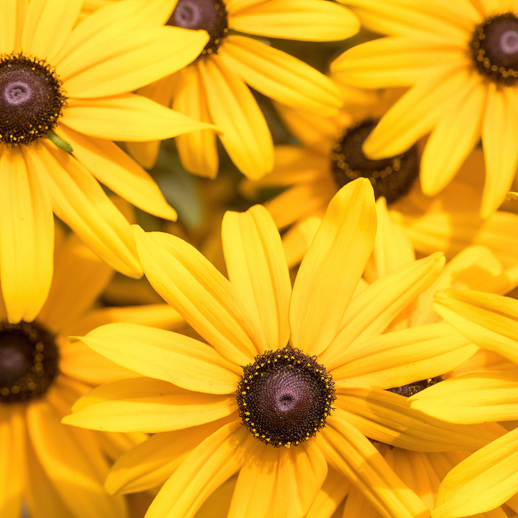 The Old Farmer's Almanac Rudbeckia Black Eyed Susan Seeds