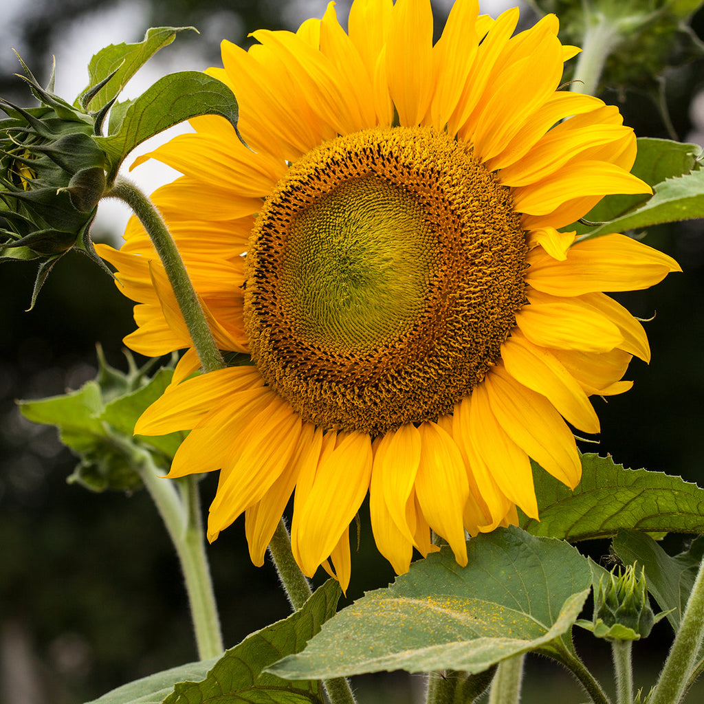 The Old Farmer's Almanac Mammoth Gray Strip Sunflower Seeds